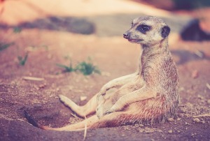 meerkat-459171_640